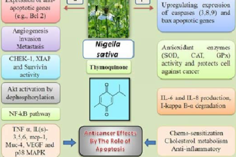 Role of apoptosis in the treatment of patients with cancer by using N. sativa.[186]