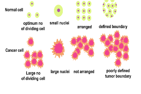 A comparison between normal cell and cancer cell.