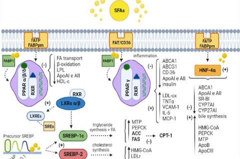 Mechanism of action proposed by SFAs in the gene regulation of cholesterol metabolism.