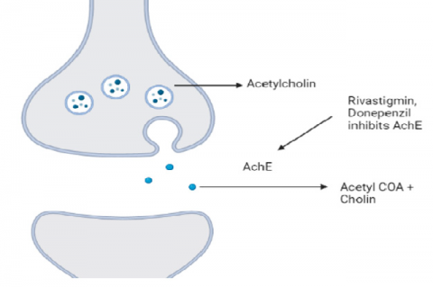 Acetylcholinesterase inhibitors mechanism of action.