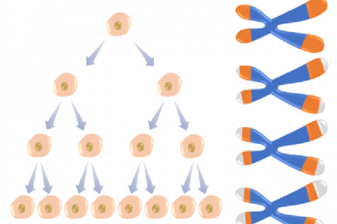 Telomeres shorten as the cells divide.