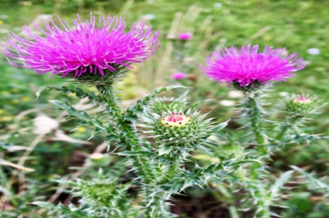 Aerial part of Milk thistle