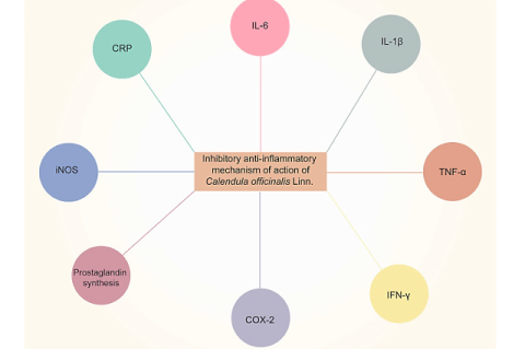 Anti-inflammatory effects of Calendula officinalis Linn by inhibiting pro-inflammatory cytokines