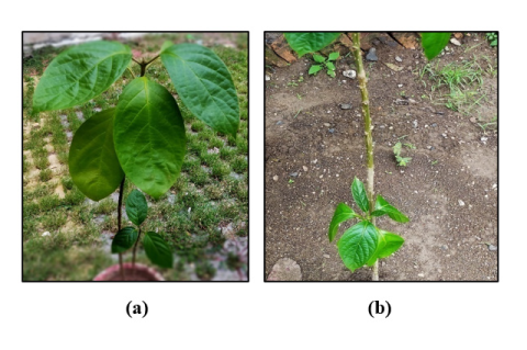 Morphology of plant, a) whole plant, b) stem of plant.