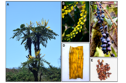 A. B. napaulensis in bloom B. portion of inflorescence C. ripened fruits D. underside of bark E. Seeds.