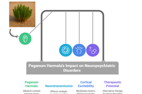 Overview of the effects of Peganum harmala on neuropsychiatric disorders, emphasizing its alkaloid composition, modulation of neurotransmitter pathways, impact on cortical excitability, and possibilities for therapeutic application.