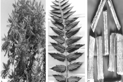 (A) Ailanthus excelsa tree, (B) Leaves, (C) Stem bark