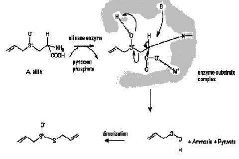 Pathway for the formation of allicin from alliin