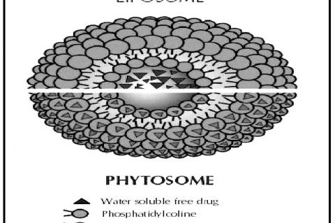 Major difference between liposome and phytosome