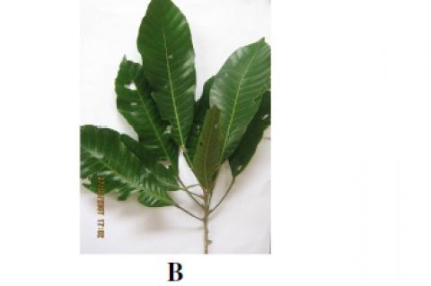Lunasia amara shrub, (B) Leaves, (C) Branch with fruits (Photos courtesy of Ms. Xyza Templonuevo)