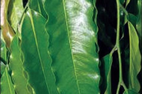 Leaves of P. longifolia