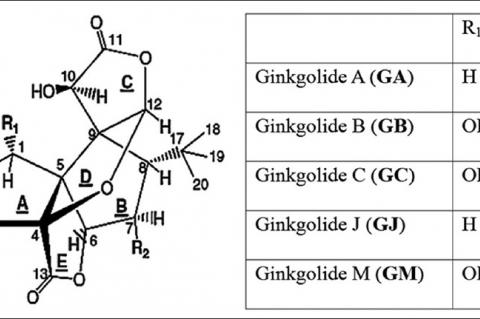 Ginkgolide structures from Ginkgo biloba[1]