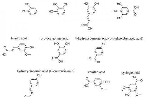 Structures of some phenols and phenolic acids