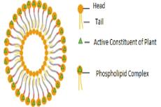 Phytosome Structure.