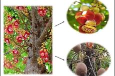 Representation of Couroupita guianensis plant with Fruits and flower