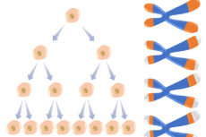 Telomeres shorten as the cells divide.