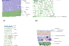 (i) Transverse section of Pedicle. (ii) Transverse section of Pericarp (Fruit wall). (iii) Transverse section of calayx. (iv) Transverse section of Seed.