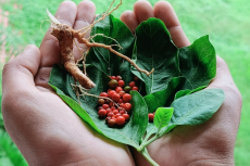 Withania somnifera Fresh leaves, fruits, roots